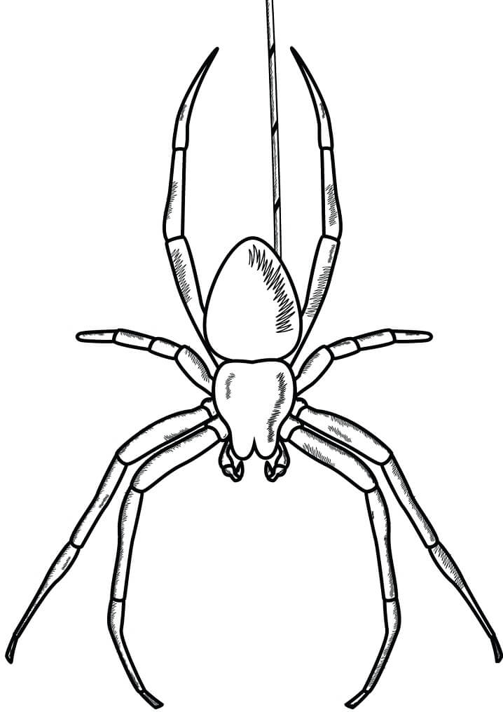 Desenho de Aranha 7 para colorir