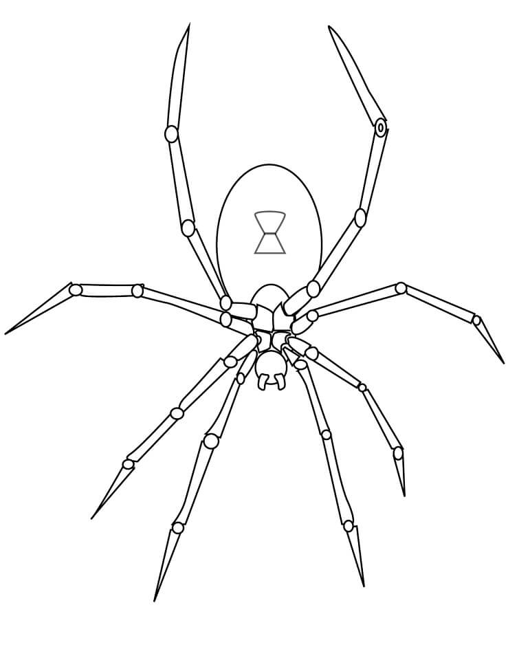 Desenho de Aranha 8 para colorir