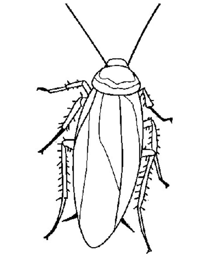 Desenho deBarata 1 para colorir