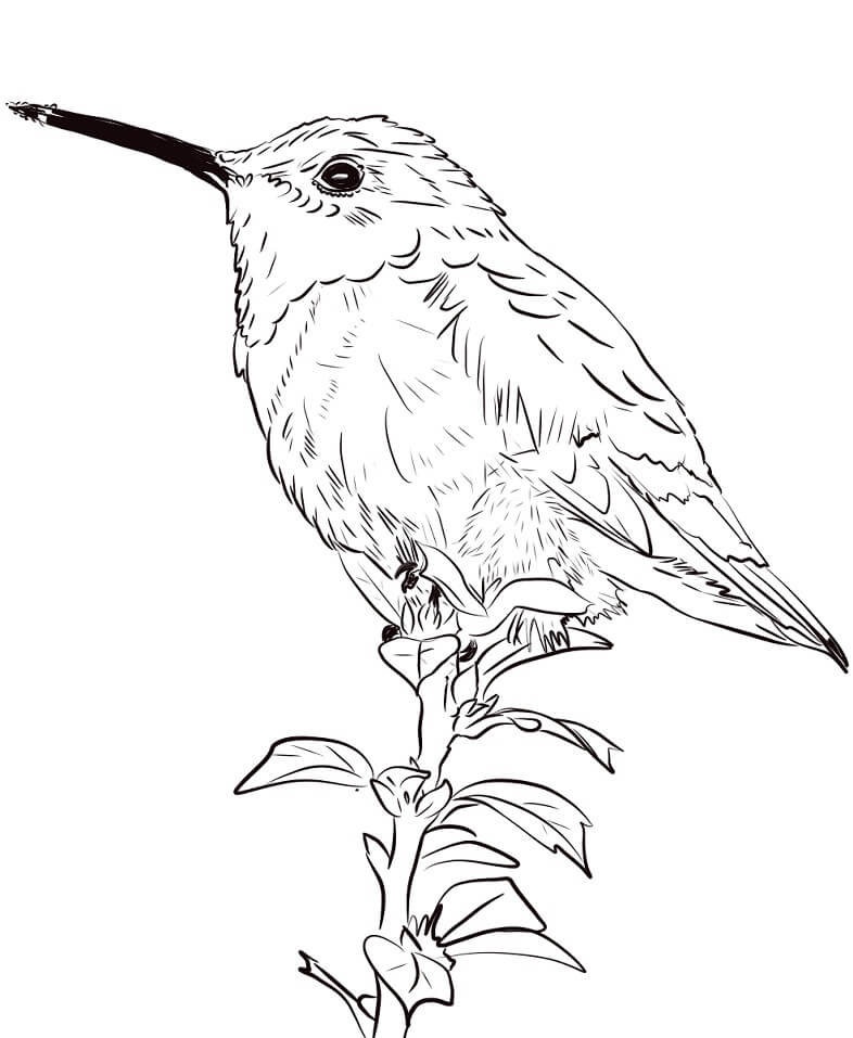 Desenho de Beija-Flor Fofo 8 para colorir