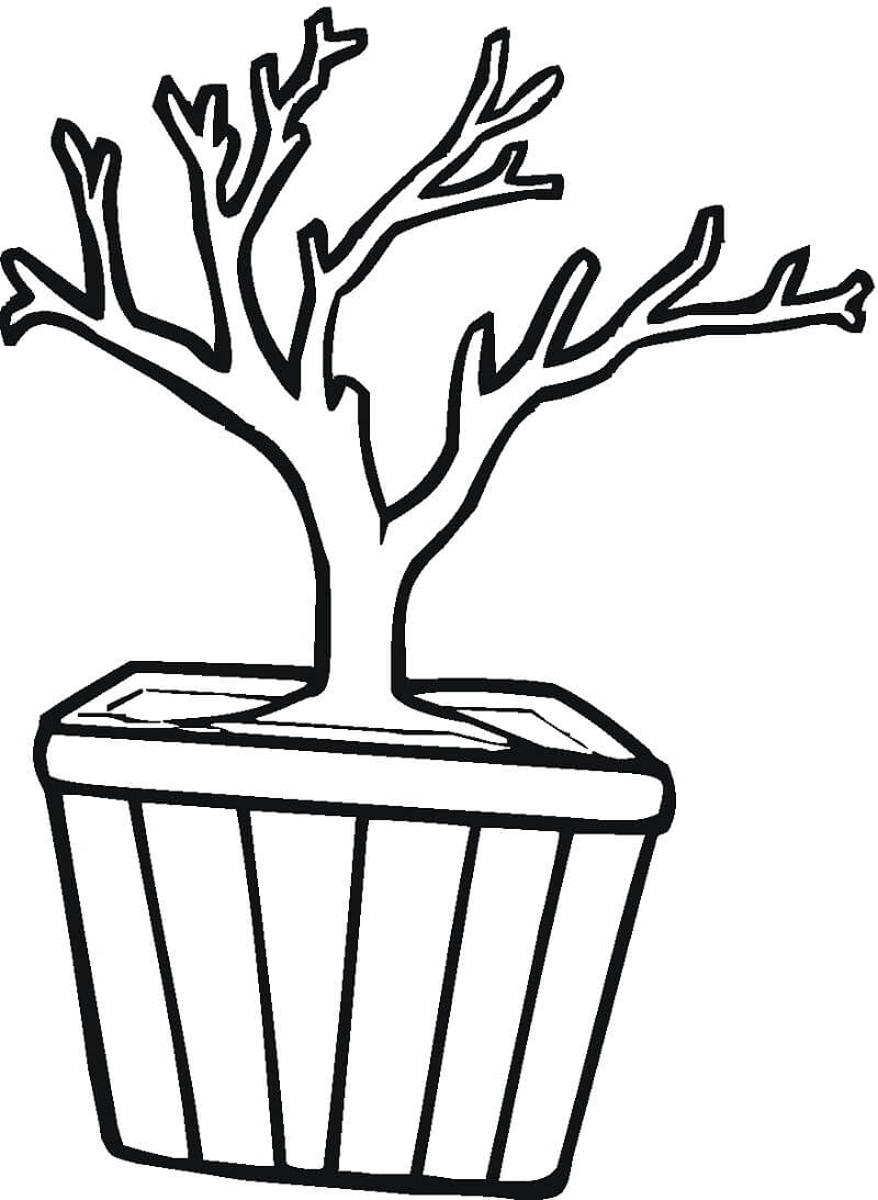 Desenho de Bonsai Normal para colorir