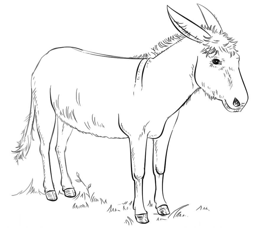 Desenho de Burro 1 para colorir