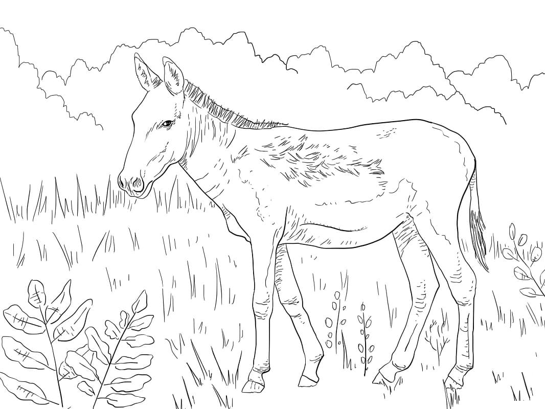 Desenho de Burro 4 para colorir