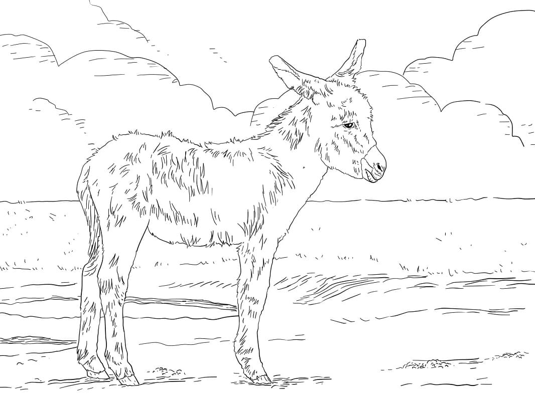 Desenho de Burro 5 para colorir