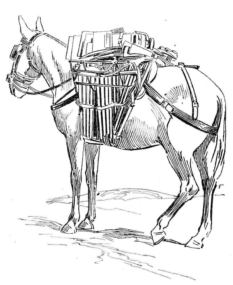 Desenho de Burro 7 para colorir