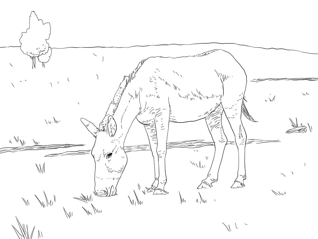 Desenho deBurro Selvagem Kiang para colorir