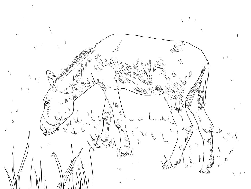 Desenho de Burro Selvagem para colorir