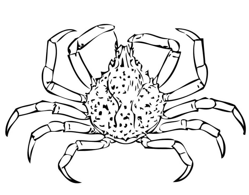 Desenho de Caranguejo-aranha para colorir