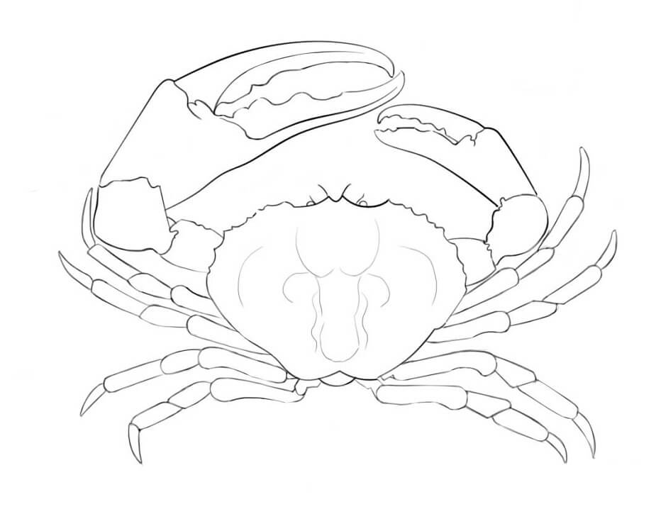 Desenho deCaranguejo-gigante-da-Tasmânia para colorir