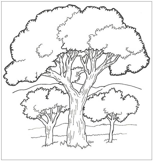 Desenho de Carvalho na Floresta para colorir