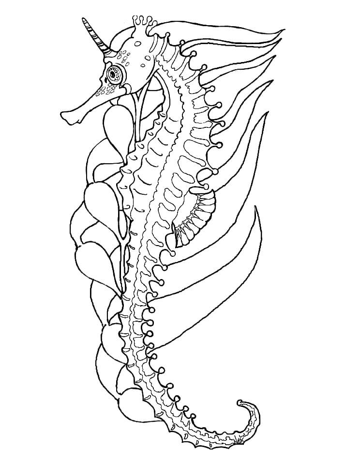 Desenho deCavalo marinho Maravilhoso 1 para colorir