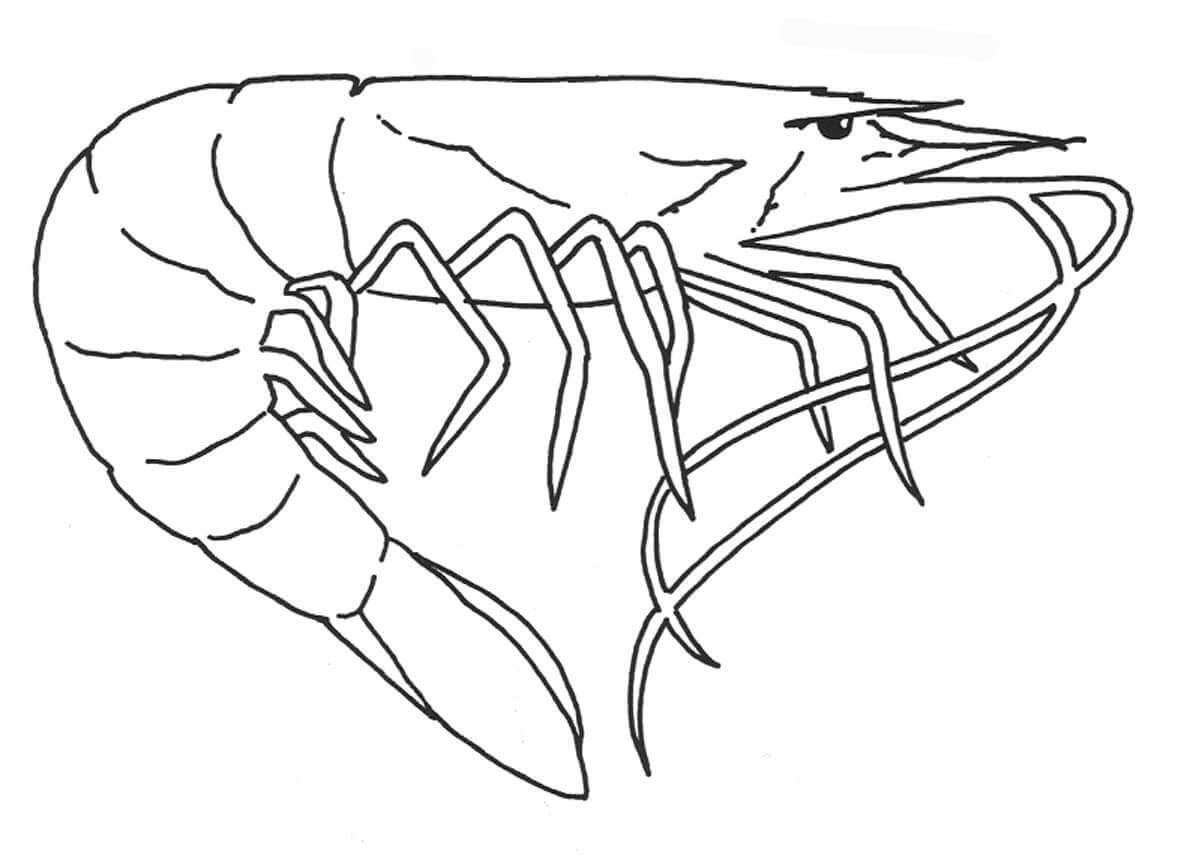 Desenho deCamarão Grande para colorir