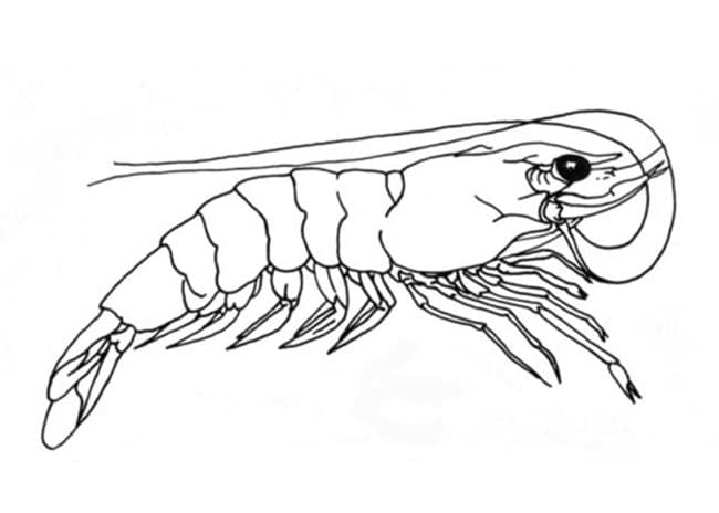 Desenho deCamarão Nadando para colorir