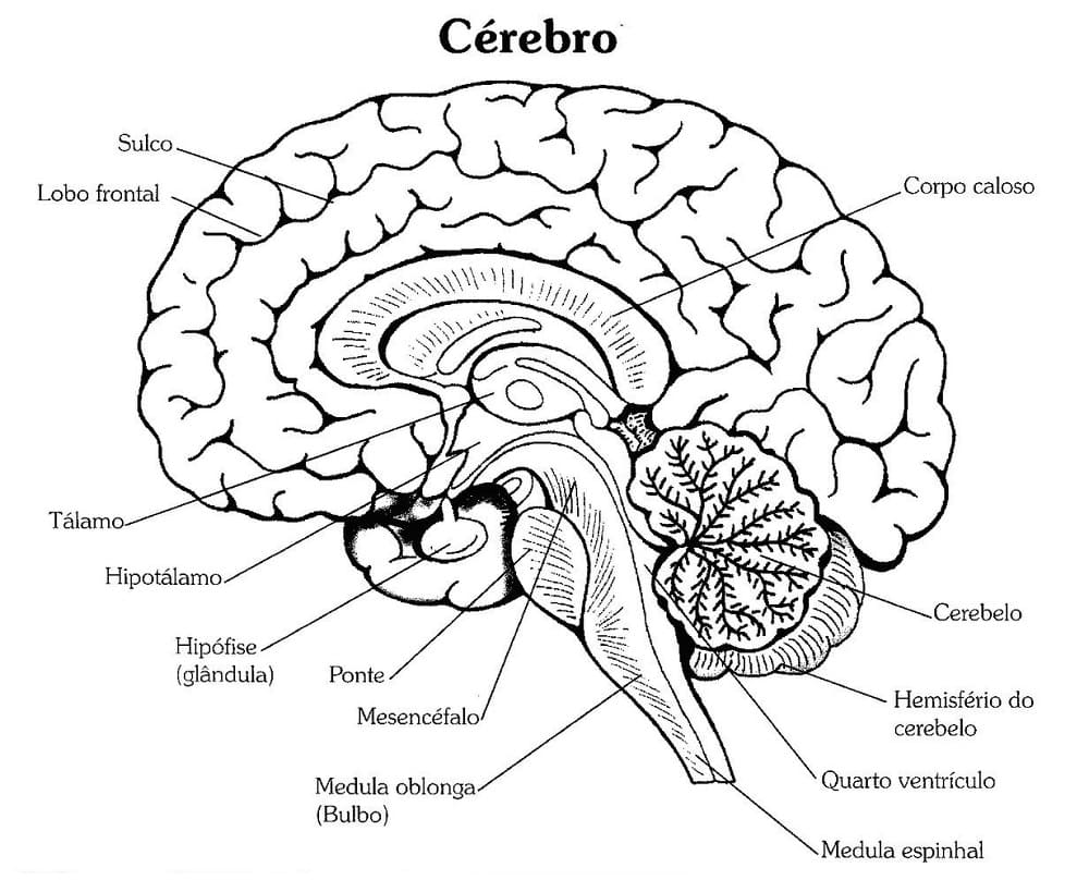 Desenhos de Cérebro para colorir