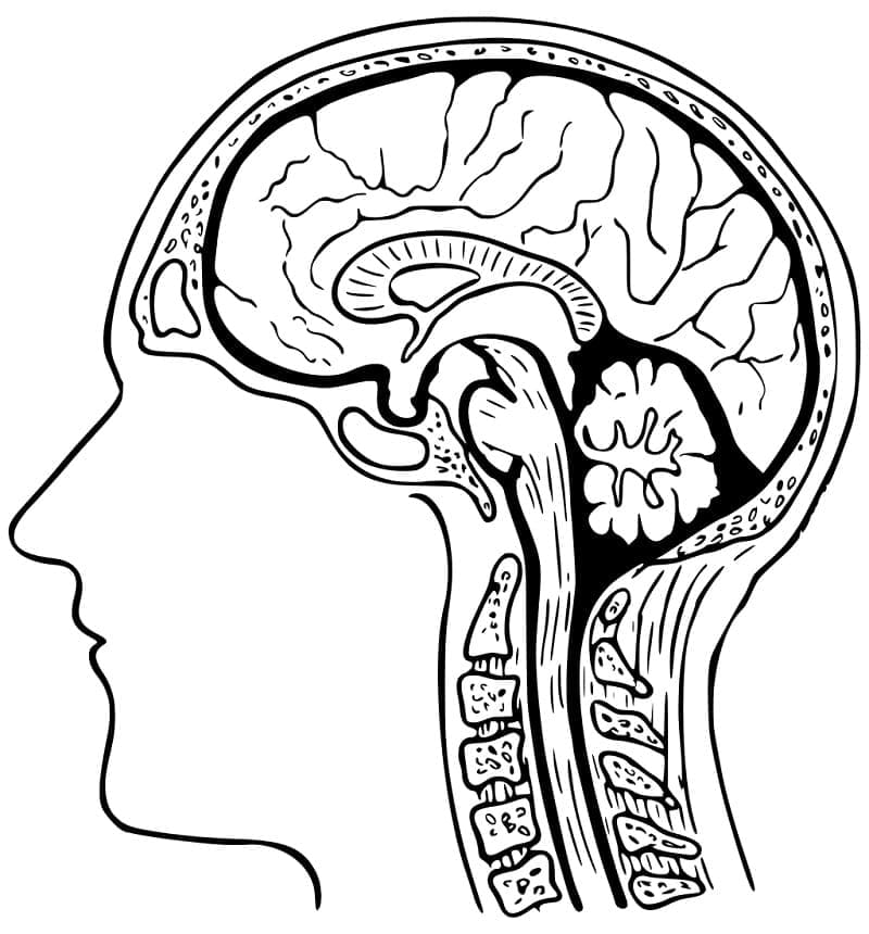 Desenho deCérebro Humano 4 para colorir