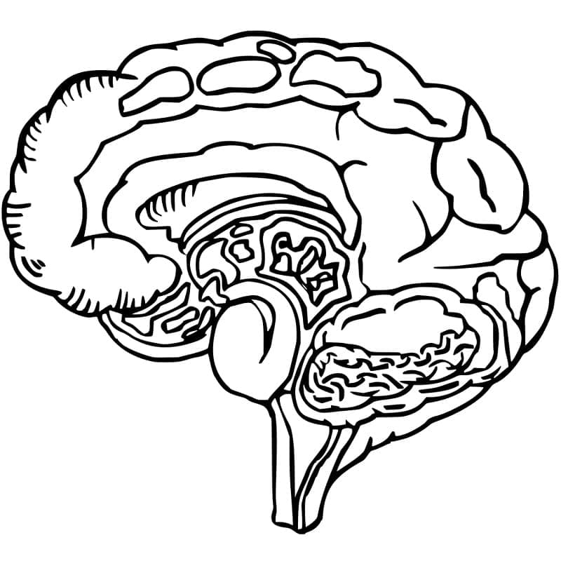 Desenho deCérebro Humano 5 para colorir