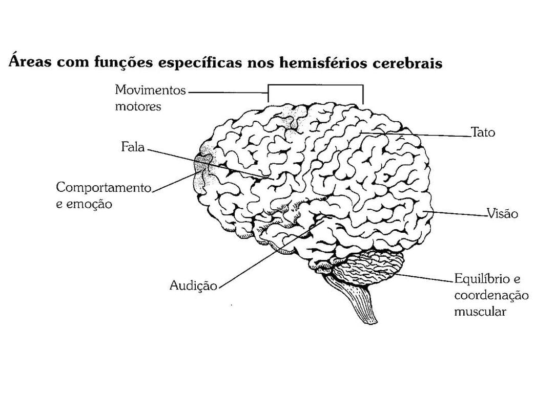 Desenho deCérebro Humano para colorir