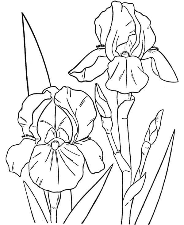 Desenho deDuas Orquídeas para colorir