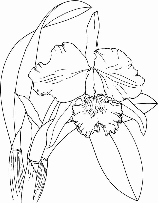 Desenho deFlor de Orquídea para colorir