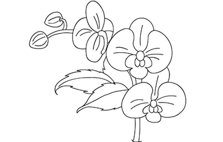 Desenho deFlores de Orquídea para colorir