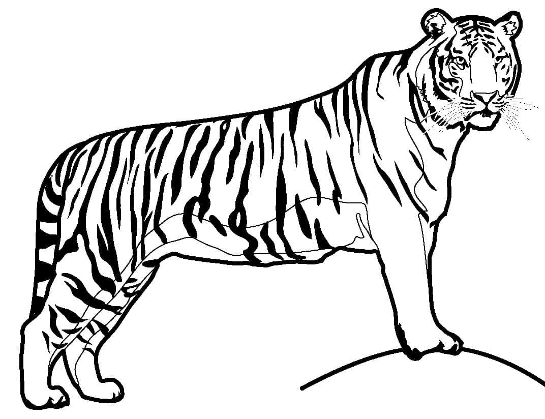 Desenho de Grande Tigre para colorir