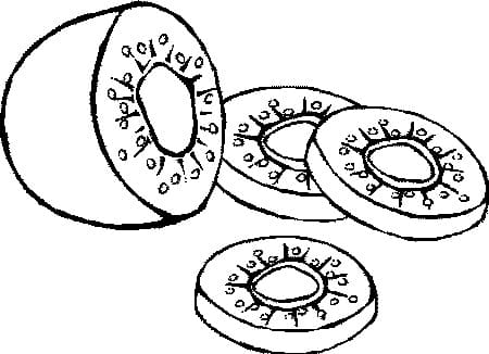 Desenho deKiwi 6 para colorir