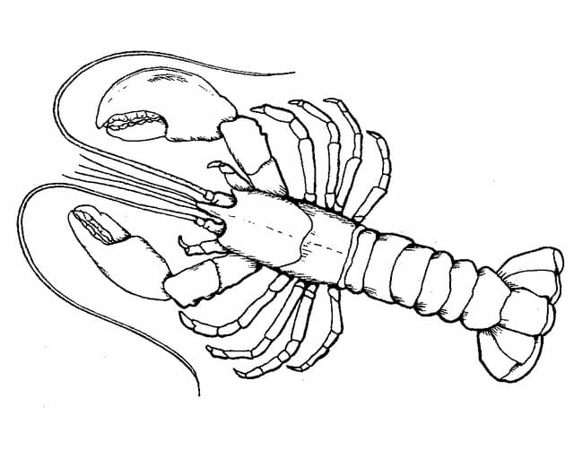 Desenho deLagosta do Oceano para colorir