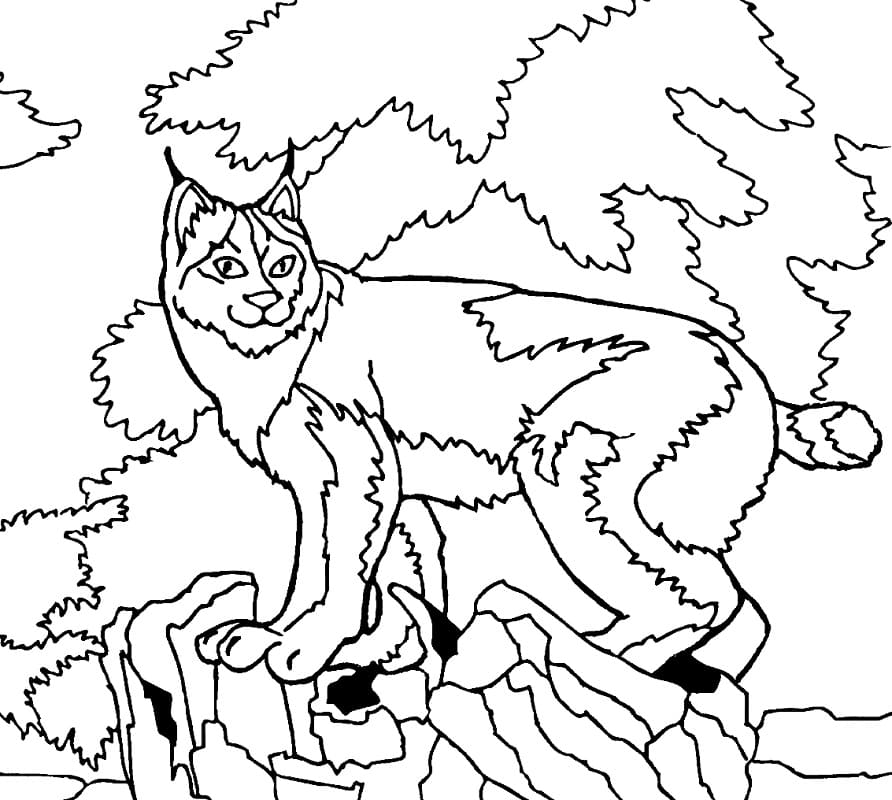 Desenho deLince na Floresta para colorir