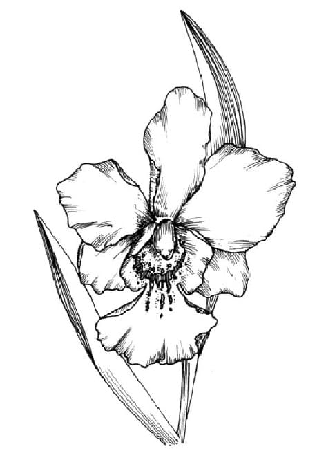 Desenho deLinda Flor de Orquídea para colorir