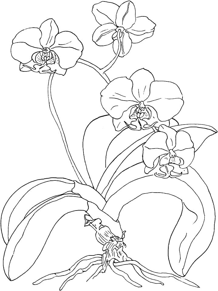 Desenho deLinda Orquídea para colorir