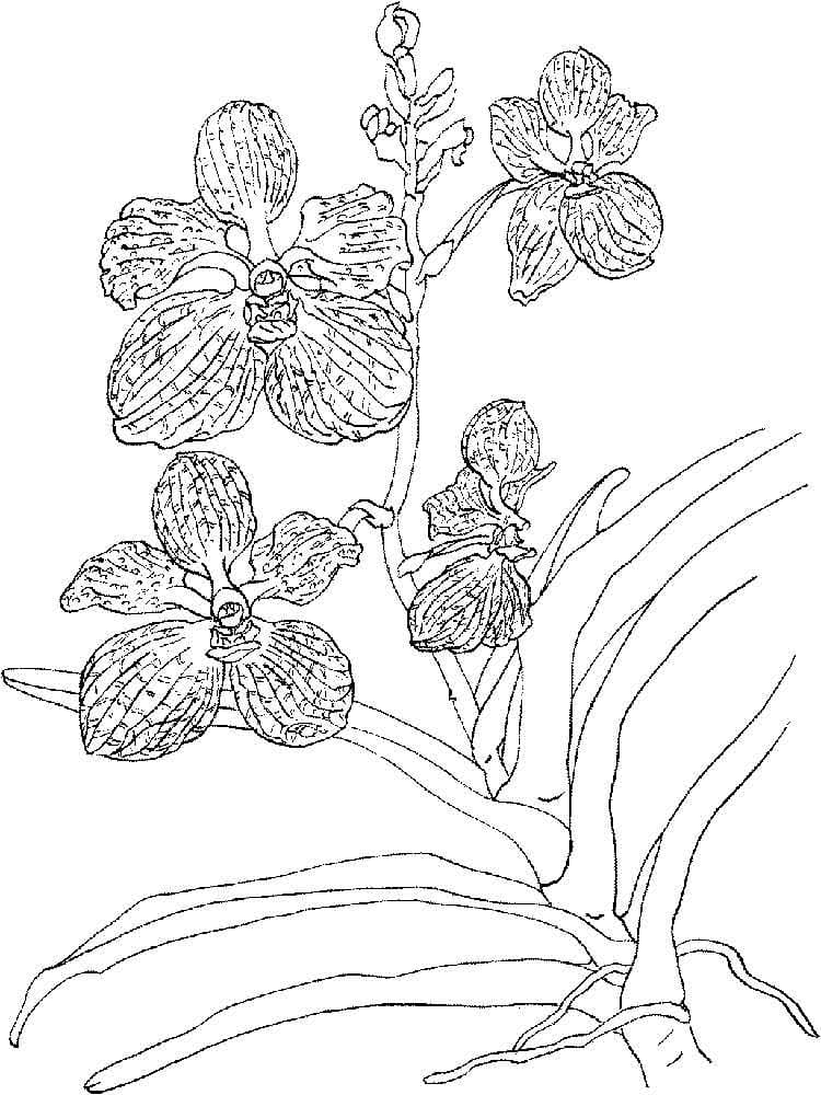 Desenho deOrquídea 23 para colorir