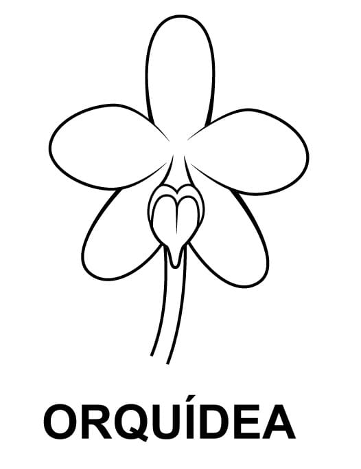 Desenhos de Orquídea para colorir