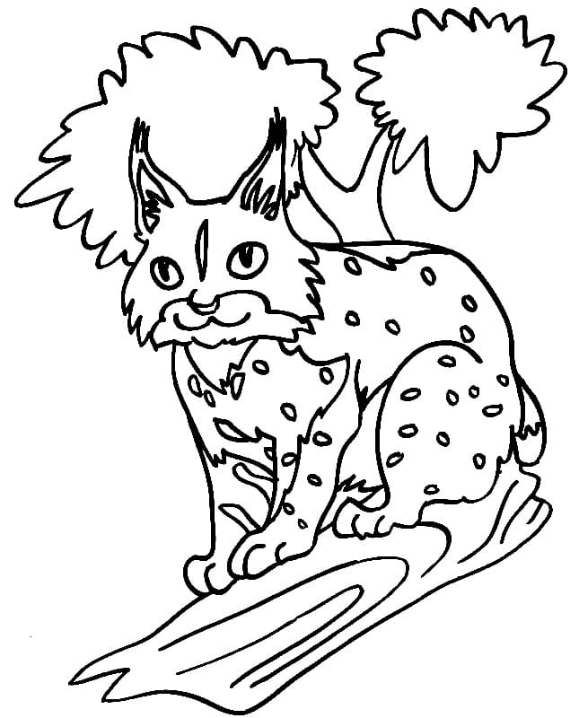 Desenho dePequeno Lince para colorir