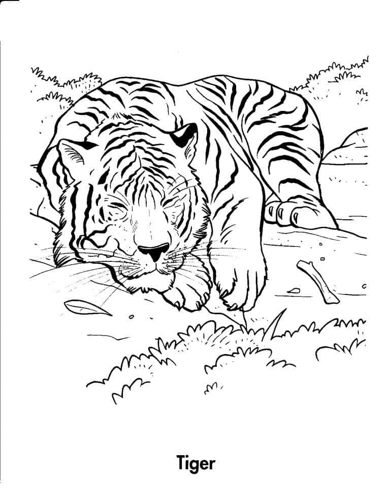 Desenho deTigre 5 para colorir