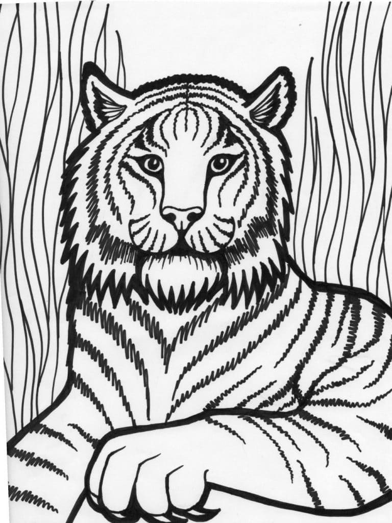 Desenho de Tigre Selvagem para colorir