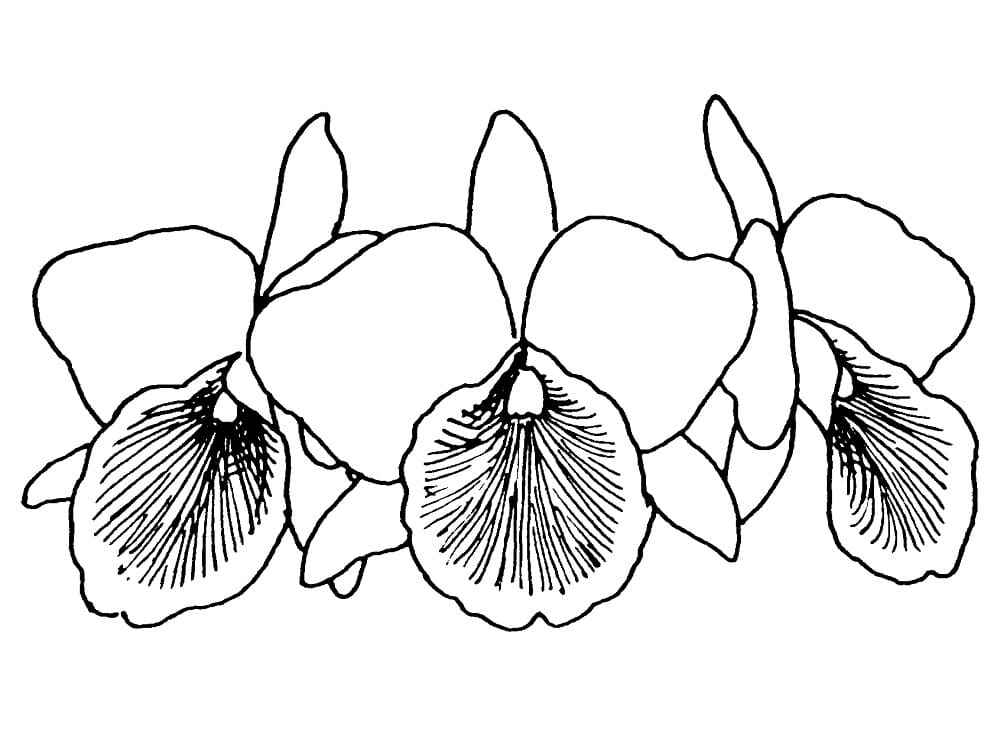 Desenho deTrês Orquídeas para colorir