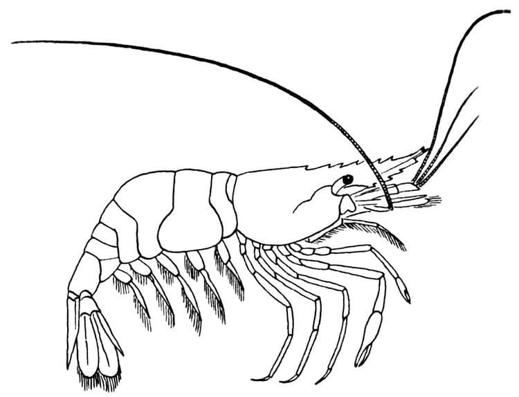 Desenhos de Camarão para colorir