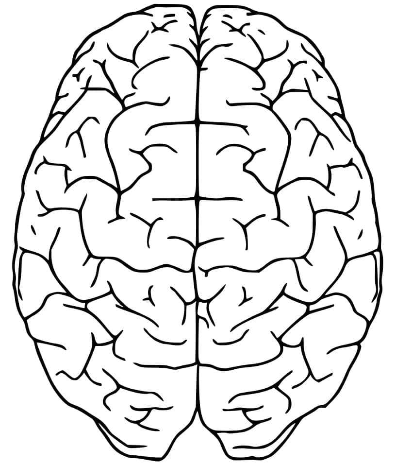 Desenho deUm Cérebro para colorir