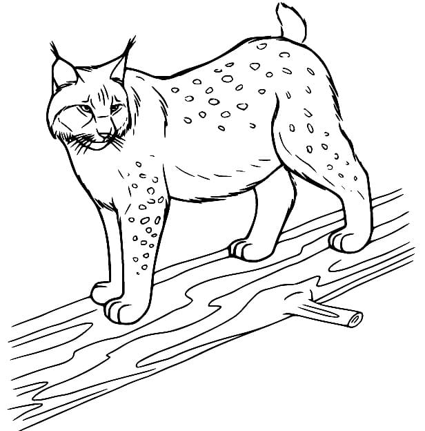 Desenho deUm Lince na árvore para colorir