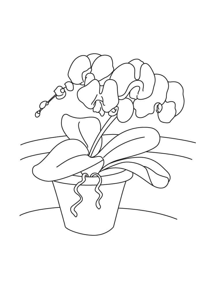 Desenho deVaso de Orquídeas para colorir