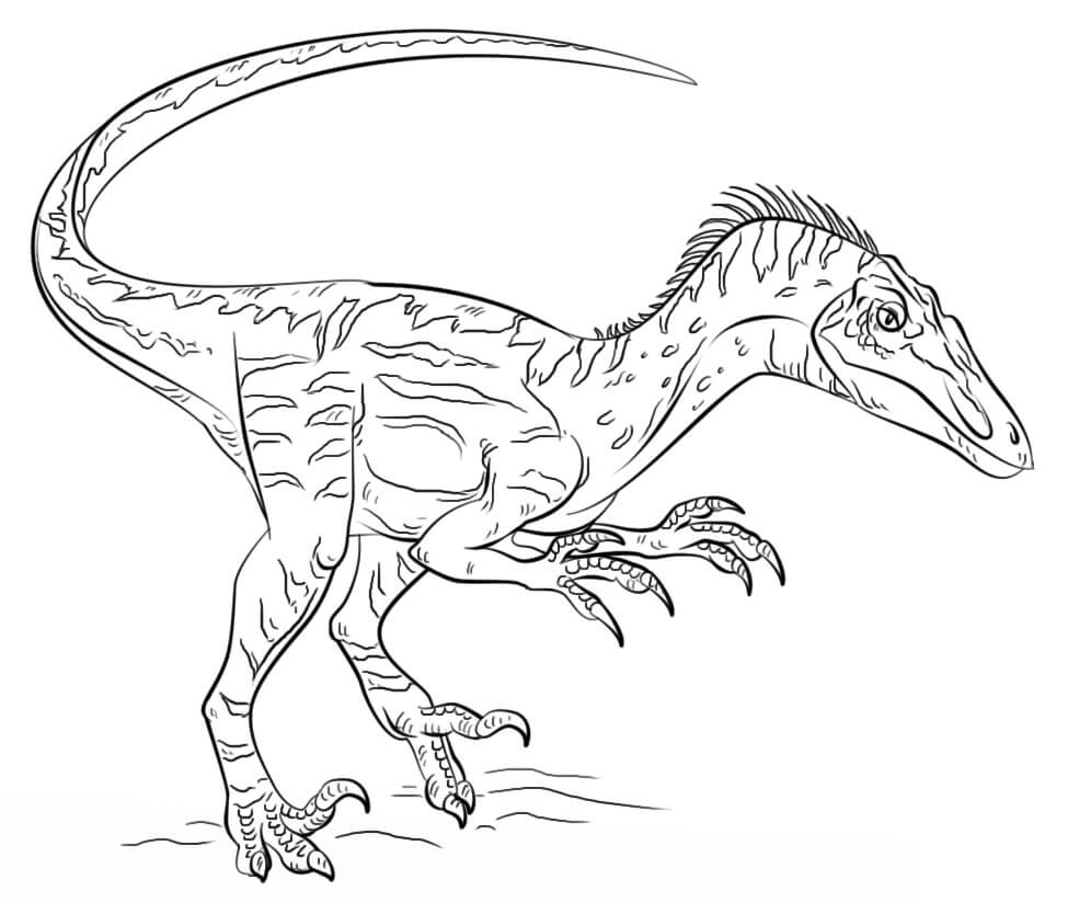 Desenho deDinossauro Velociraptor 2 para colorir