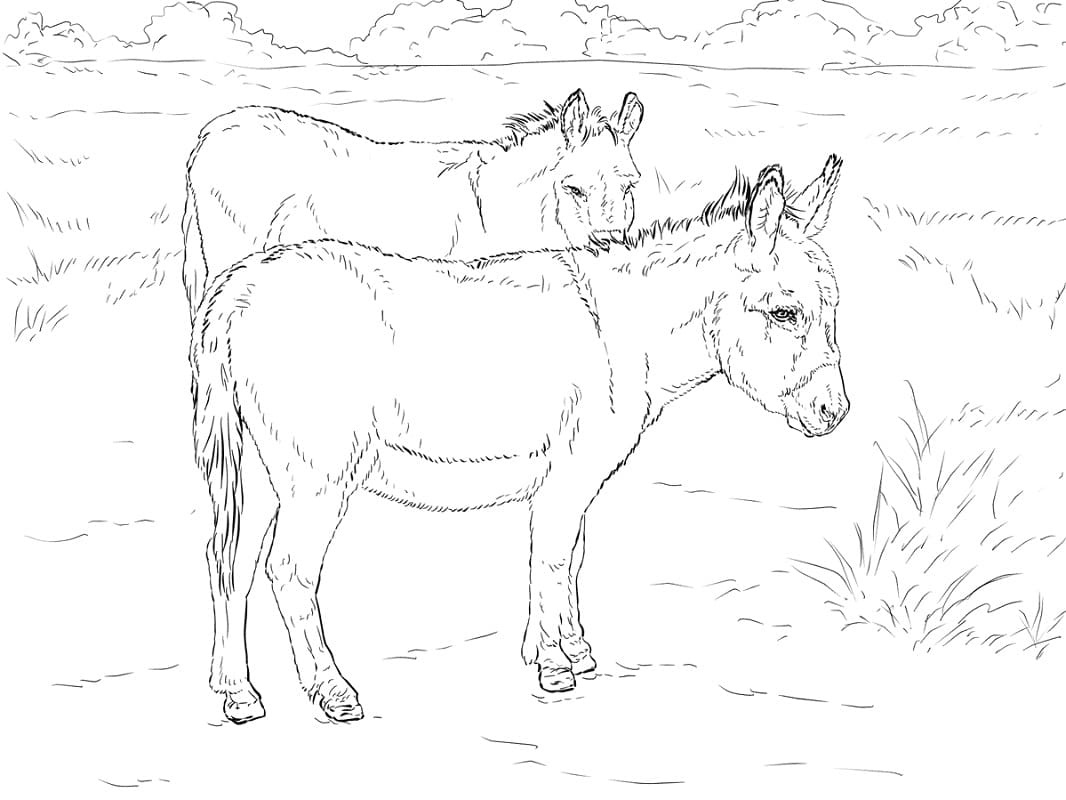 Desenho de Dois Burros para colorir