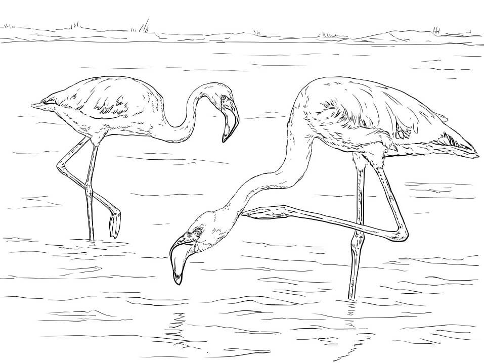 Desenho de Dois Flamingos para colorir