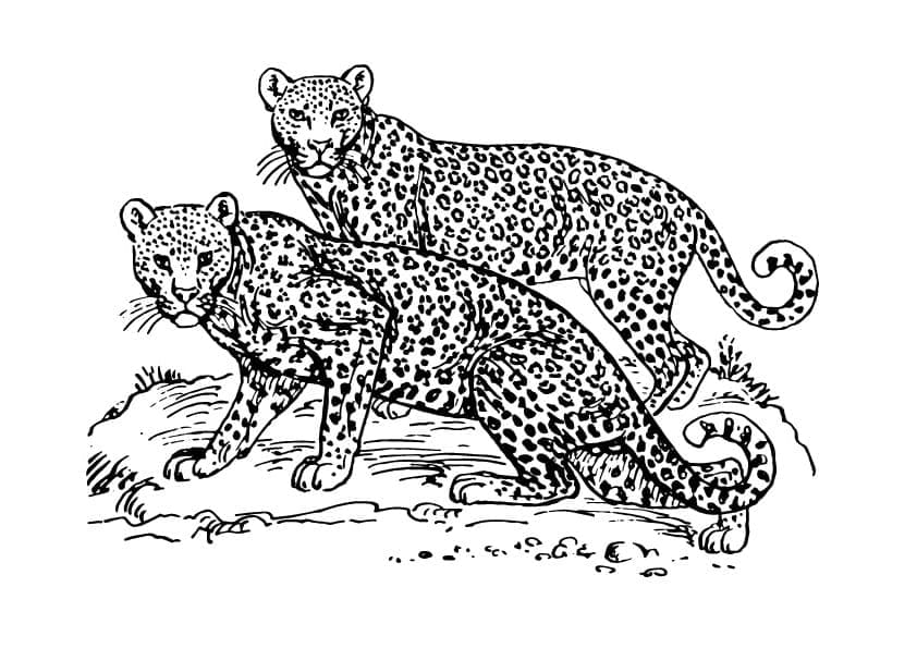 Desenho deDois Leopardos para colorir