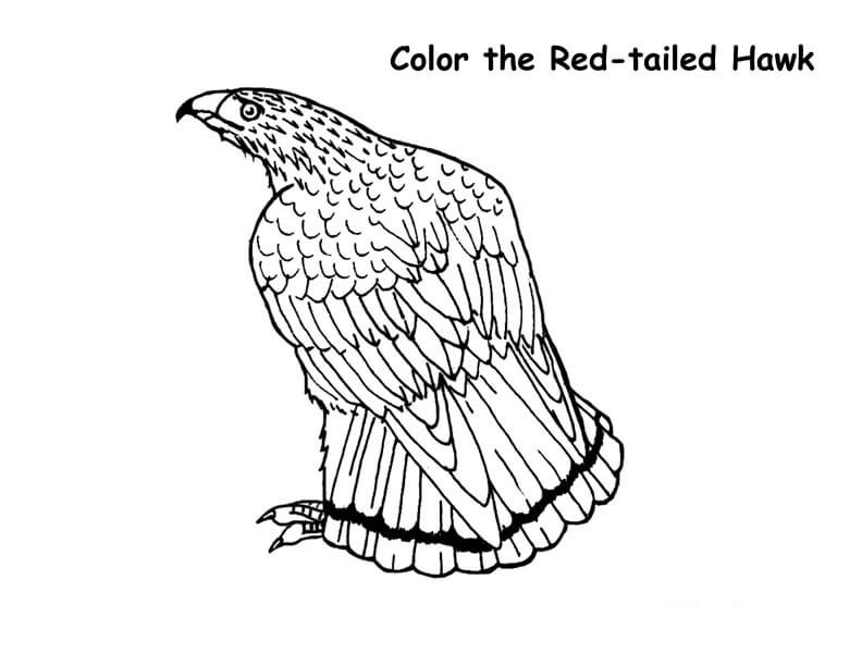 Desenho deFalcão de Cauda Vermelha 1 para colorir