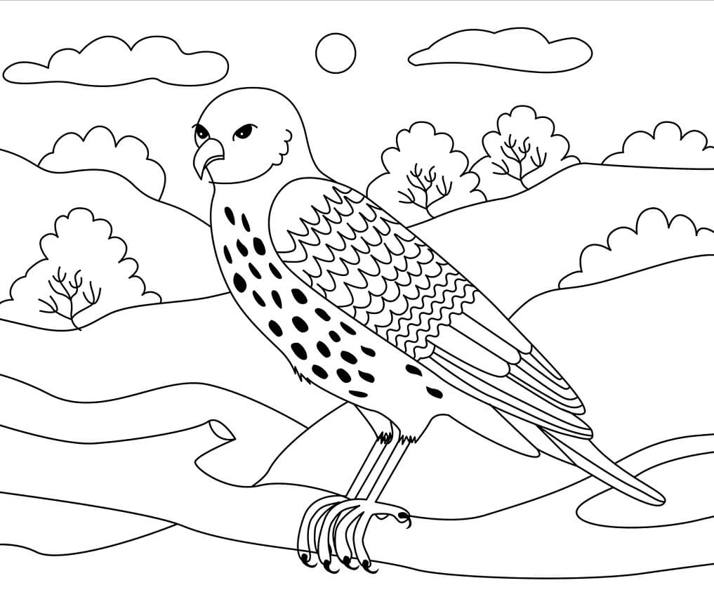 Desenho deFalcão em um Galho 1 para colorir