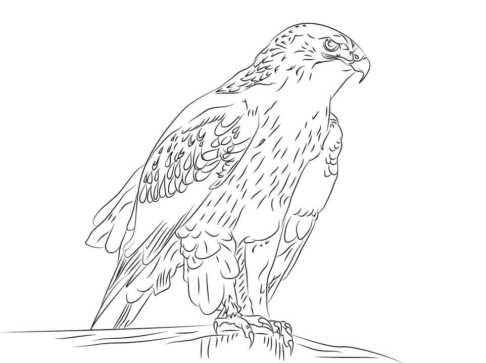 Desenho deFalcão em um Galho 3 para colorir