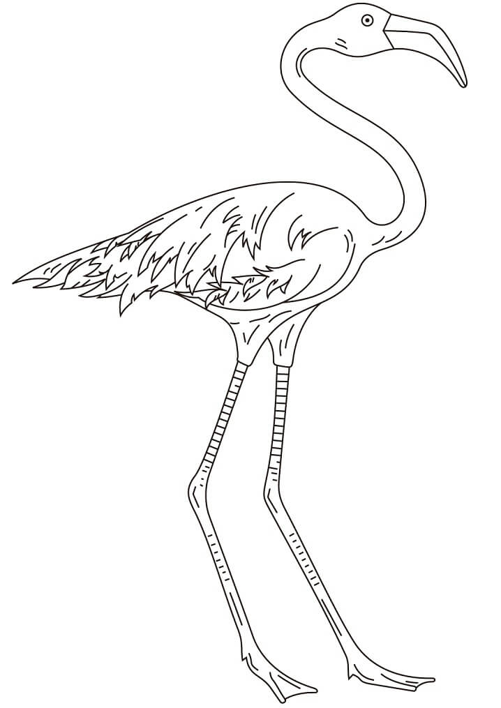 Desenho de Flamingo Normal 4 para colorir