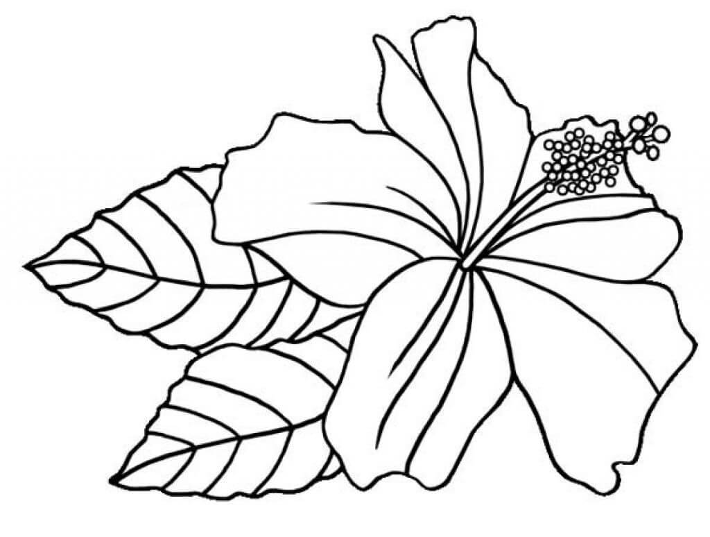 Desenho deFlor de Hibisco 1 para colorir