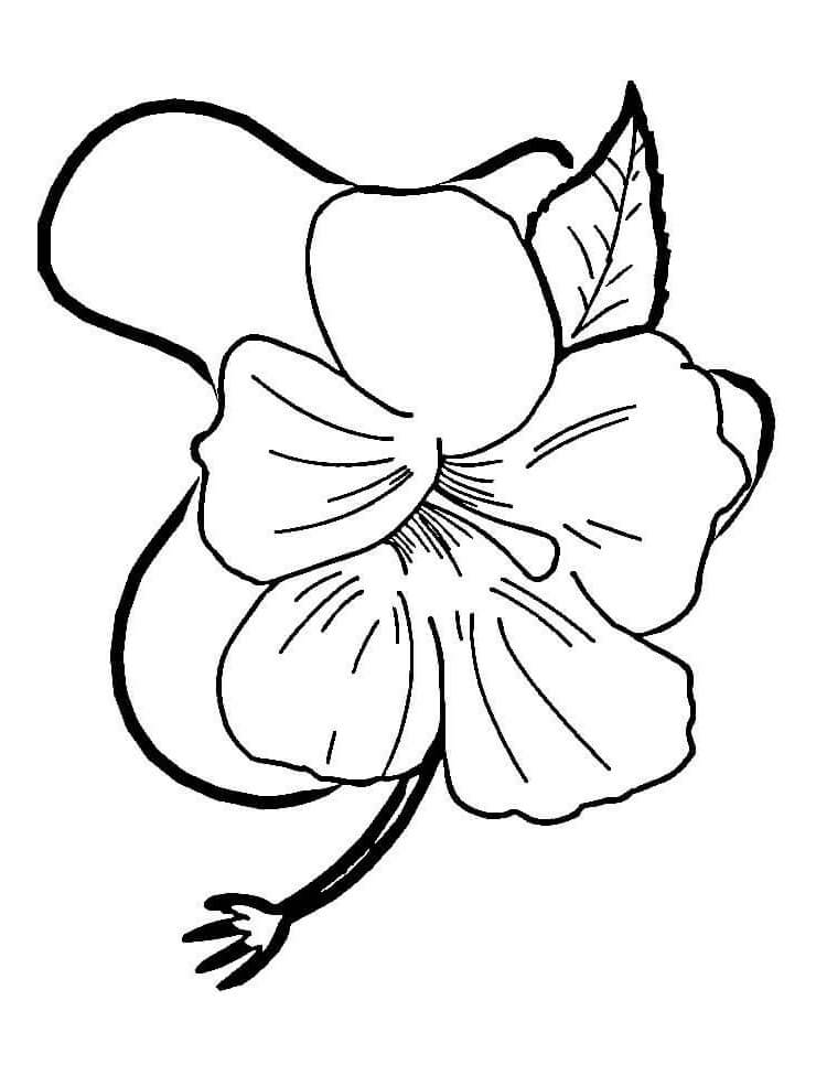 Desenho deFlor de Hibisco 12 para colorir